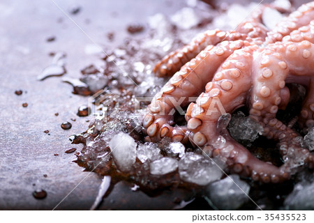 Fresh raw octopus on ice, brown dark background Fresh raw octopus on ice, brown dark background 35435523