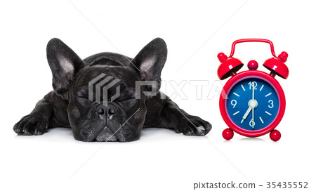 dog sleeping 35435552