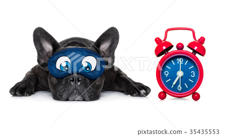 sleepyhead dog 35435553