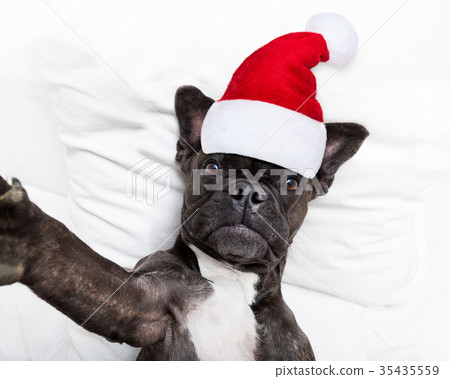 santa claus selfie dog santa claus selfie dog 35435559