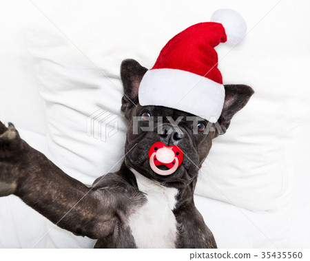 santa claus selfie dog santa claus selfie dog 35435560