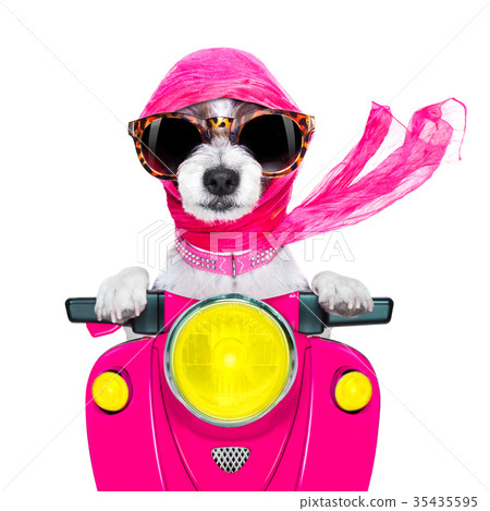 motorcycle diva dog on summer motorcycle diva dog on summer 35435595