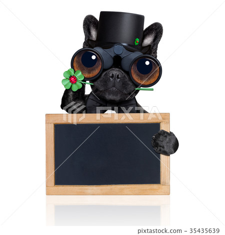 good luck dog 35435639