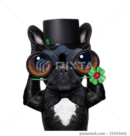 good luck dog 35435642