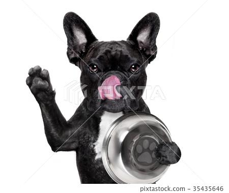 Hungry dog with bowl Hungry dog with bowl 35435646
