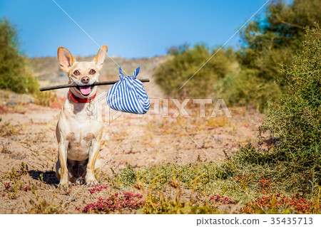 abandoned and lost dog abandoned and lost dog 35435713