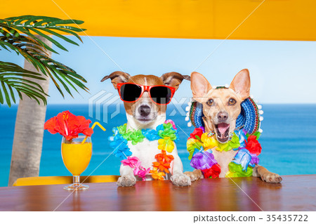 drunk cocktail dogs 35435722