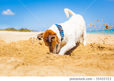 dog digging a hole dog digging a hole 35435723