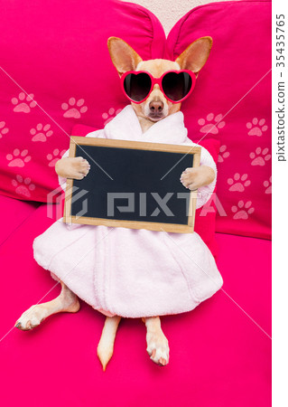 dog spa wellness dog spa wellness 35435765