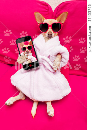 dog selfie wellness spa 35435766