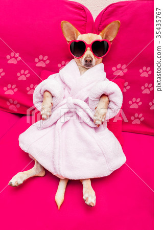 dog spa wellness 35435767
