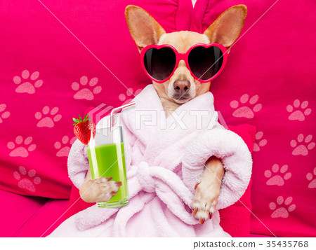 dog spa wellness dog spa wellness 35435768