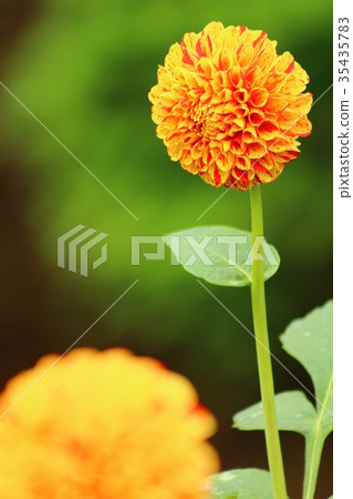 Orange dahlia vertical 35435783