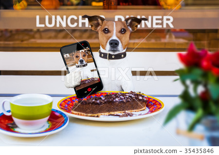 dog eating cake and tea at resataurant selfie dog eating cake and tea at resataurant selfie 35435846