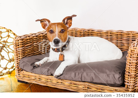 dog relaxing in his bed place dog relaxing in his bed place 35435952