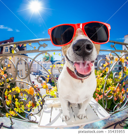 crazy silly dumb dog fisheye look crazy silly dumb dog fisheye look 35435955