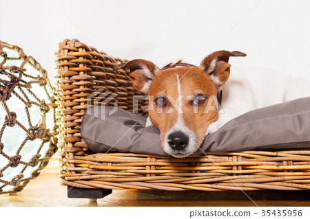 dog relaxing in his bed place 35435956