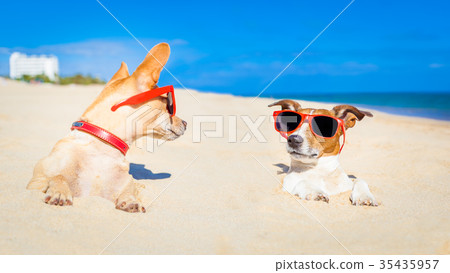 couple of buried dogs 35435957