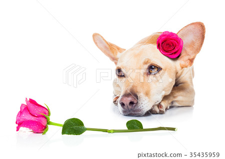 valentines love sick dog 35435959