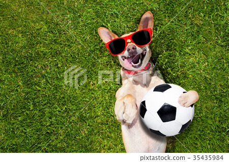 dog plays with soccer ball dog plays with soccer ball 35435984