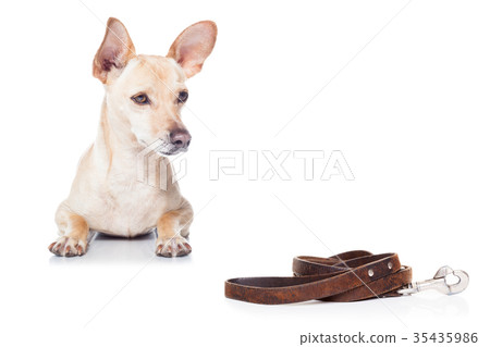 dog with leash dog with leash 35435986