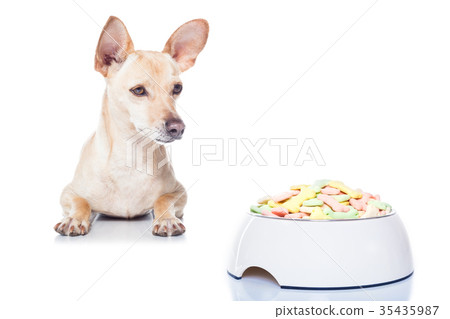 hungry dog with bowl hungry dog with bowl 35435987