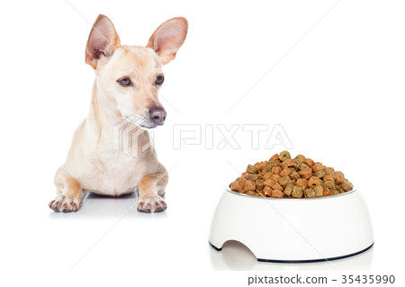hungry dog with bowl hungry dog with bowl 35435990