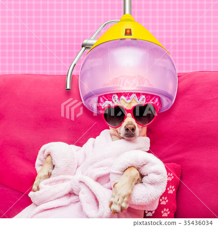 dog spa wellness 35436034