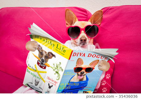 dog spa wellness reading magazine 35436036