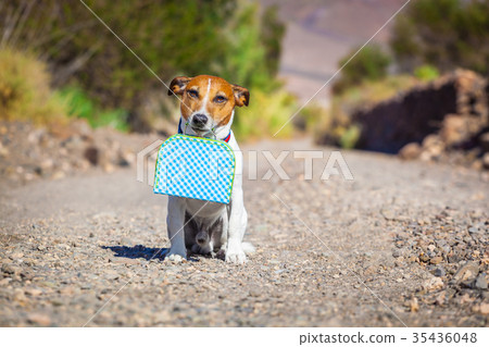 abandoned and lost dog abandoned and lost dog 35436048