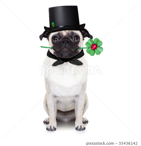 new years eve dog 35436142