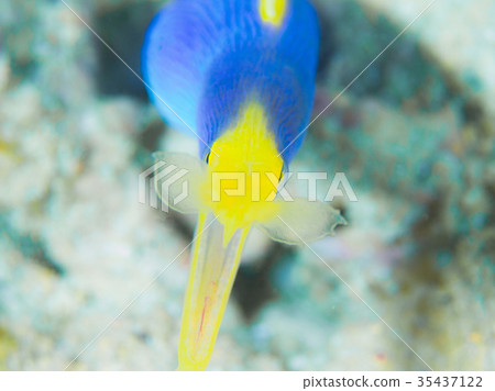 Hana beetle Hana beetle 35437122