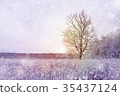 winter season forest landscape 35437124