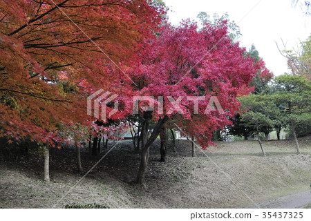 秋葉，Iroha秋葉@清澈的池塘綠地，和泉市 35437325