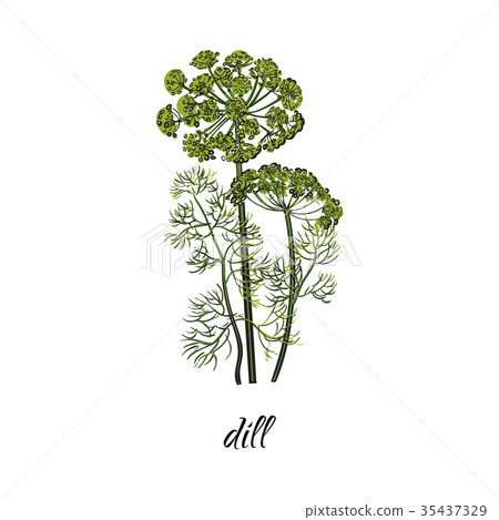 vector flat cartoon sketch hand drawn dill - Stock Illustration ...