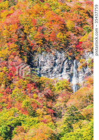 «Tochigi Prefecture» Waterfalls of the heart waterfall 35437759