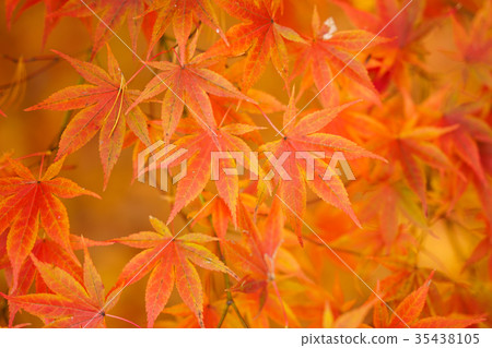 秋天的樹葉 35438105
