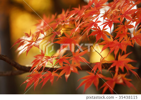 秋天的樹葉 秋天的樹葉 35438115