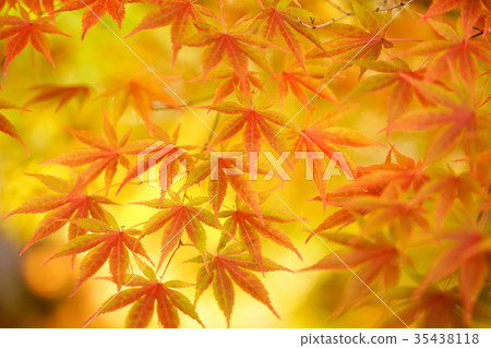 Autumn leaves Autumn leaves 35438118