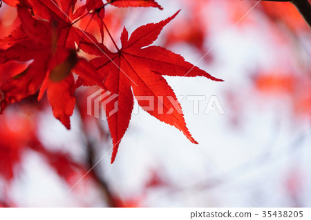 秋天的樹葉 35438205