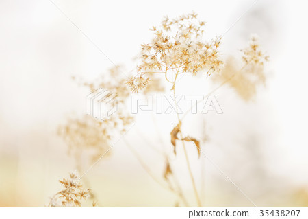 秋天的花朵 35438207