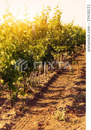 Vineyards 35438211