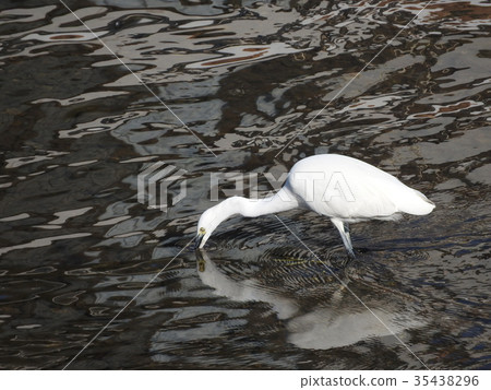 Great Egret wandering in the flow 35438296