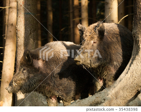 Portrait of two Wild boars - Sus scrofa 35438398
