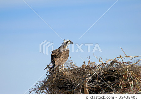 Osprey, Pandion haliaetus, bird, Baja California 35438403