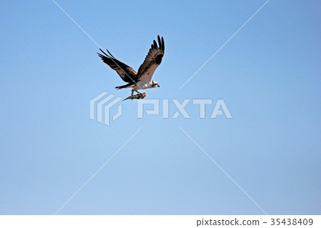 Osprey, Pandion haliaetus, bird, Baja California 35438409