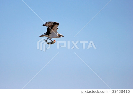 Osprey, Pandion haliaetus, bird, Baja California 35438410