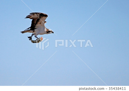 Osprey, Pandion haliaetus, bird, Baja California 35438411