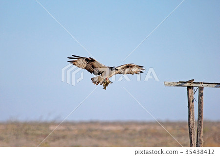 Osprey, Pandion haliaetus, bird, Baja California 35438412