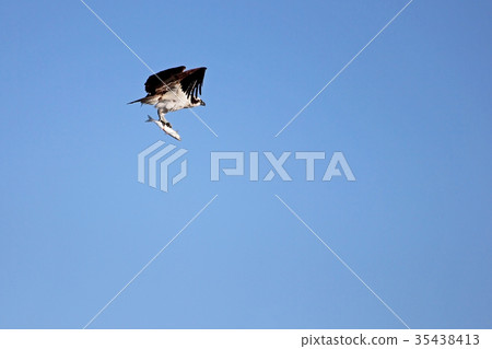 Osprey, Pandion haliaetus, bird, Baja California 35438413